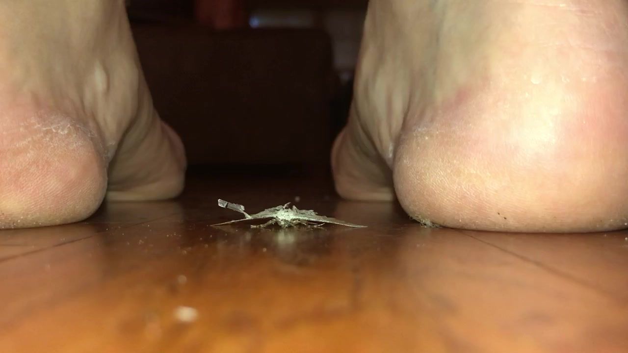 best of Fetish crush barefoot bug