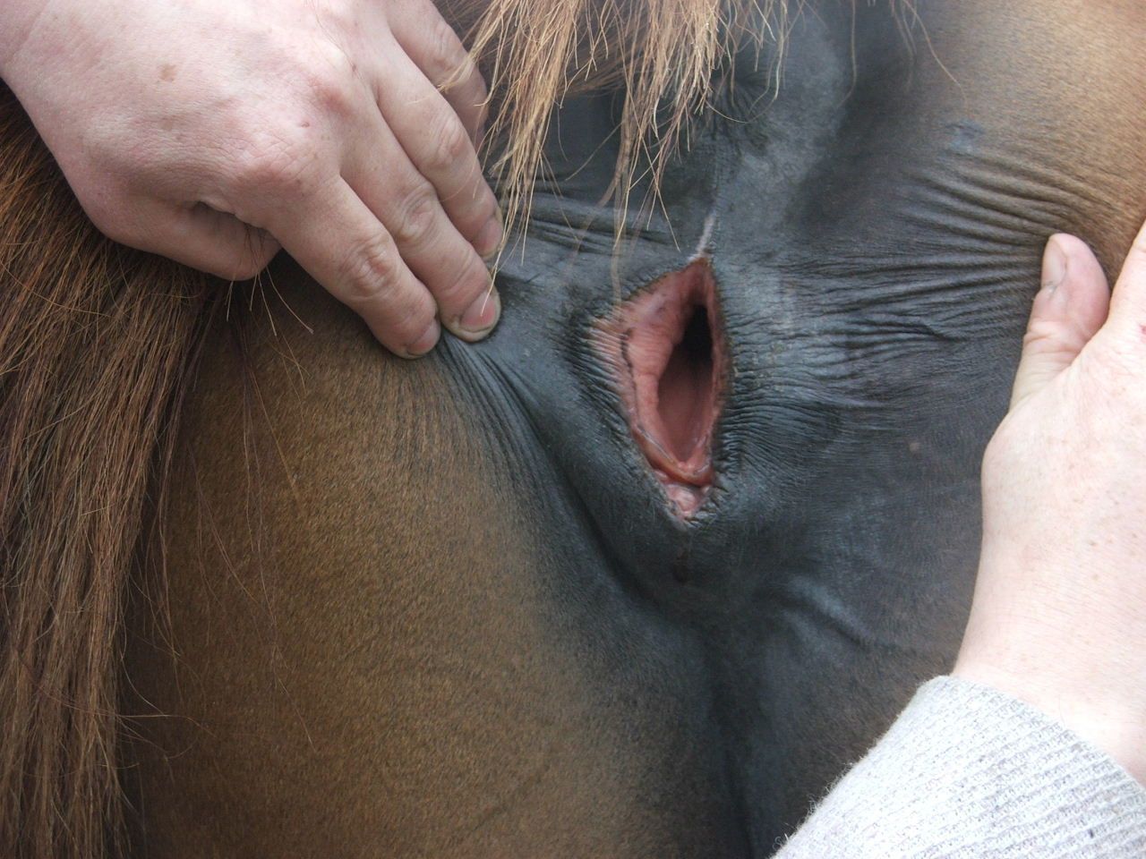 Orgasm horse vagina What can.