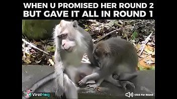 Bentley reccomend monkey sex