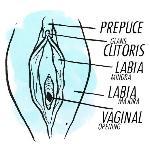 Brandy reccomend clitoris large enough for penetration