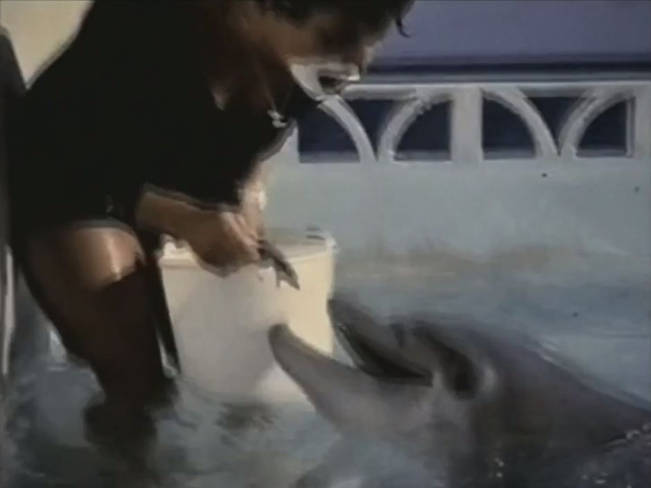 Star recommendet dolphin fucks its naked female trainer