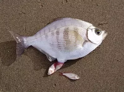 Fish Anal Porn - Do fish have a penis . Porn galleries.