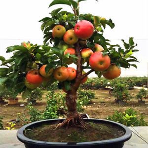 best of Apple trees Dwarf
