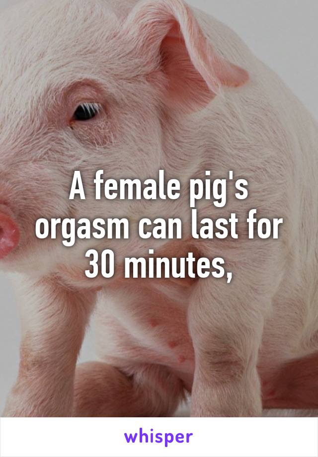 Female pig orgasm