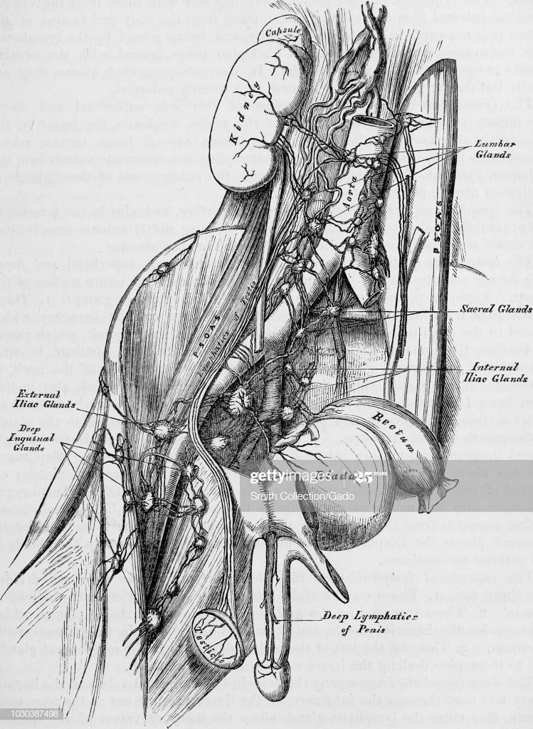 best of Anatomy illustration anus exterior Grays