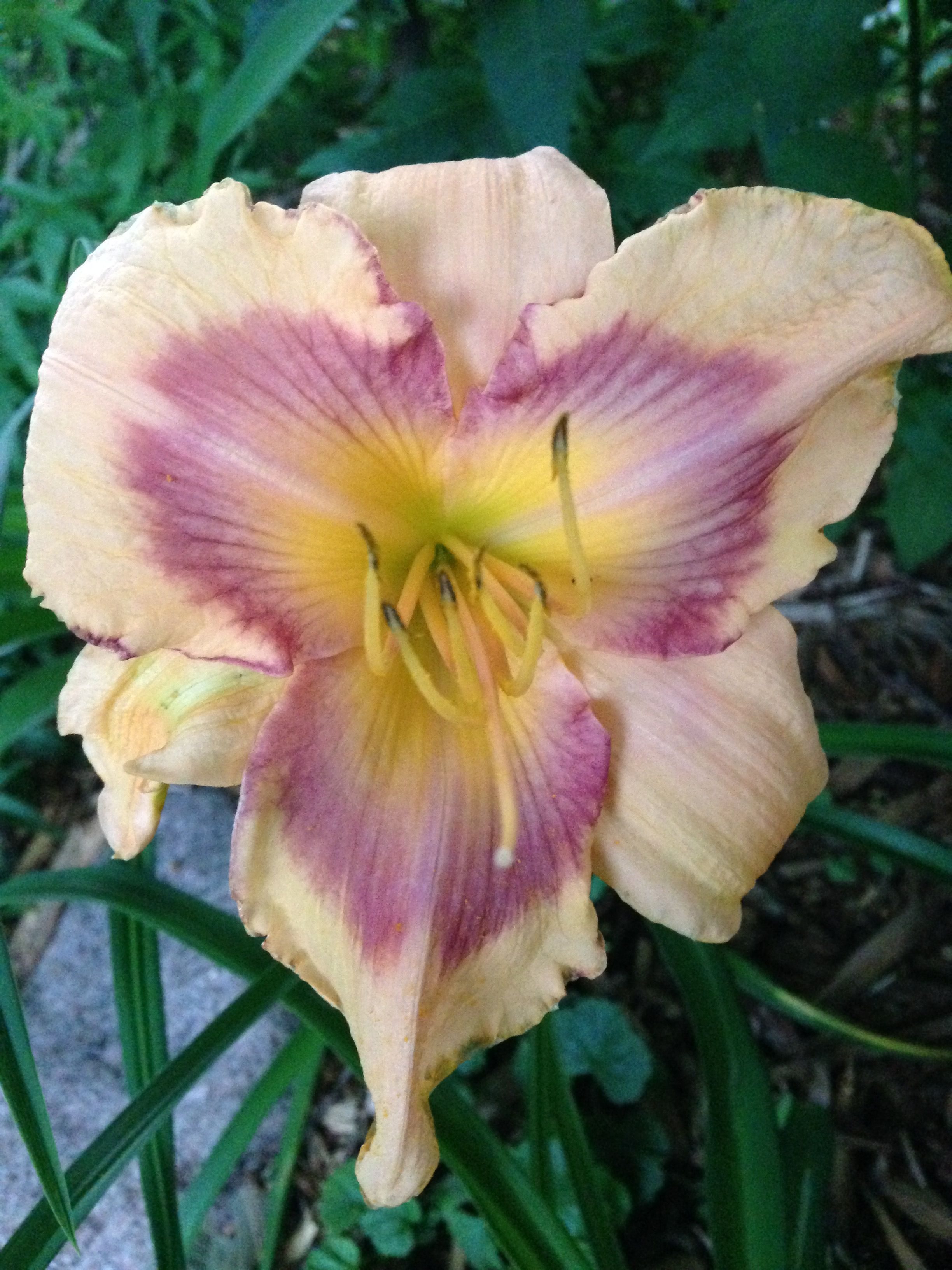 best of Daylily Asian occasion