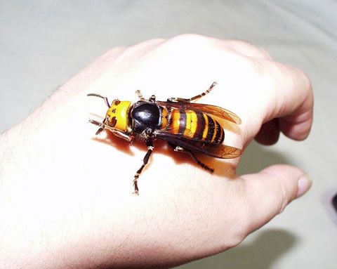 Asian giant hornet sting venom