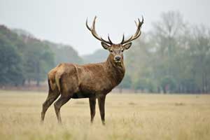 Mature male european red deer