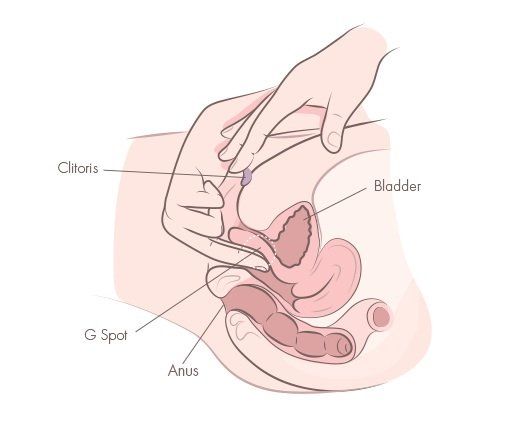The clitoris and orgasam