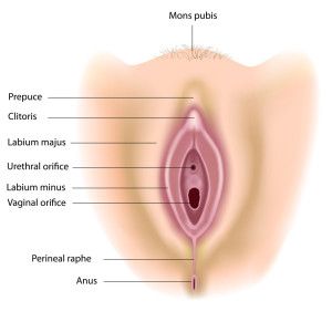 Aqua reccomend Pictures vulva womens