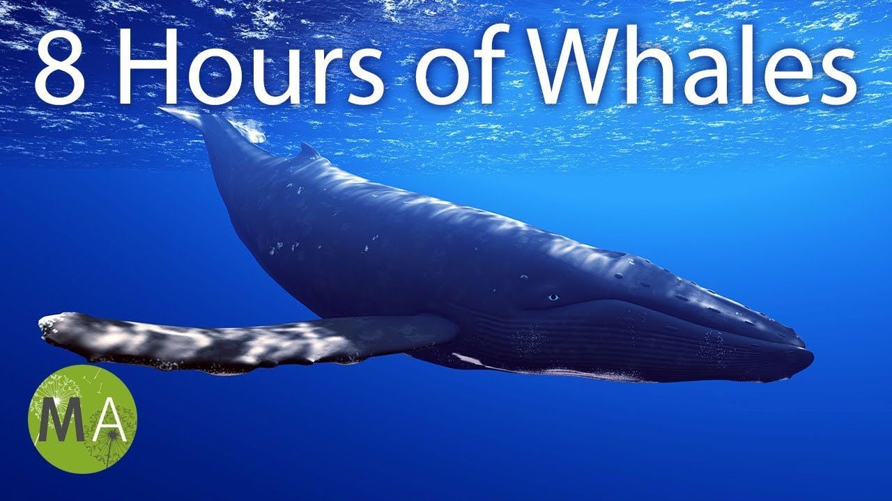 Radar reccomend Funny whale noises