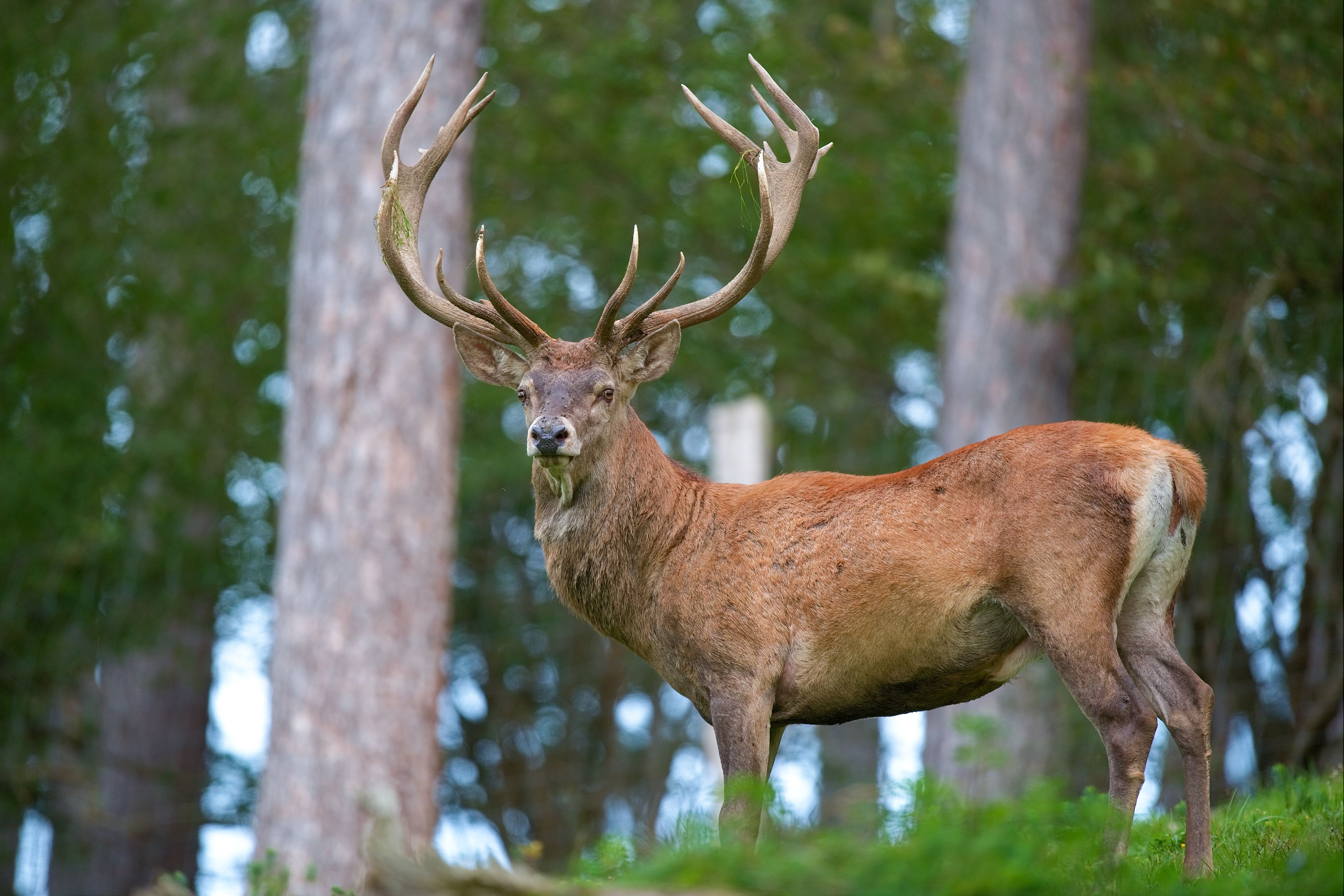 Huddle reccomend Mature male european red deer