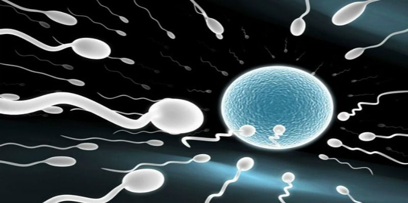 best of Plan Sperm meets egg