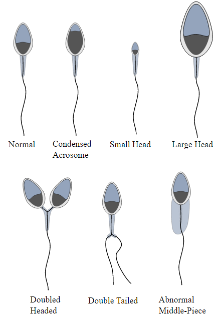 Small sperm heads