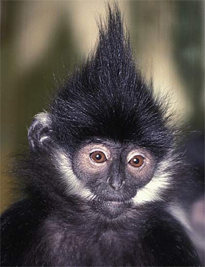 Monkey facial hair