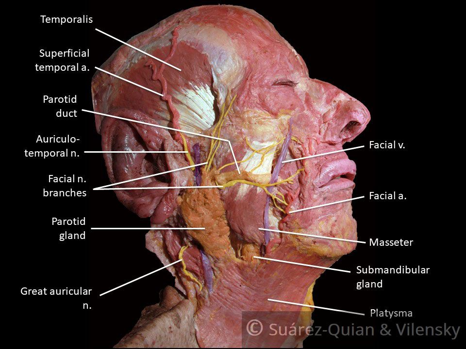 Main trunk of facial nerve