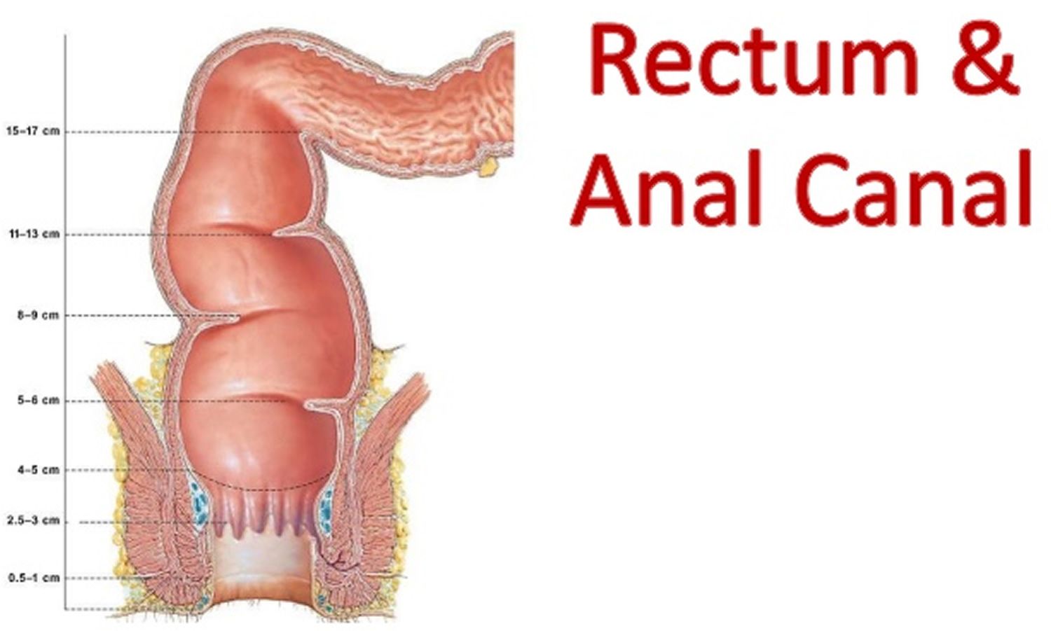 best of Of The the anus anatomy