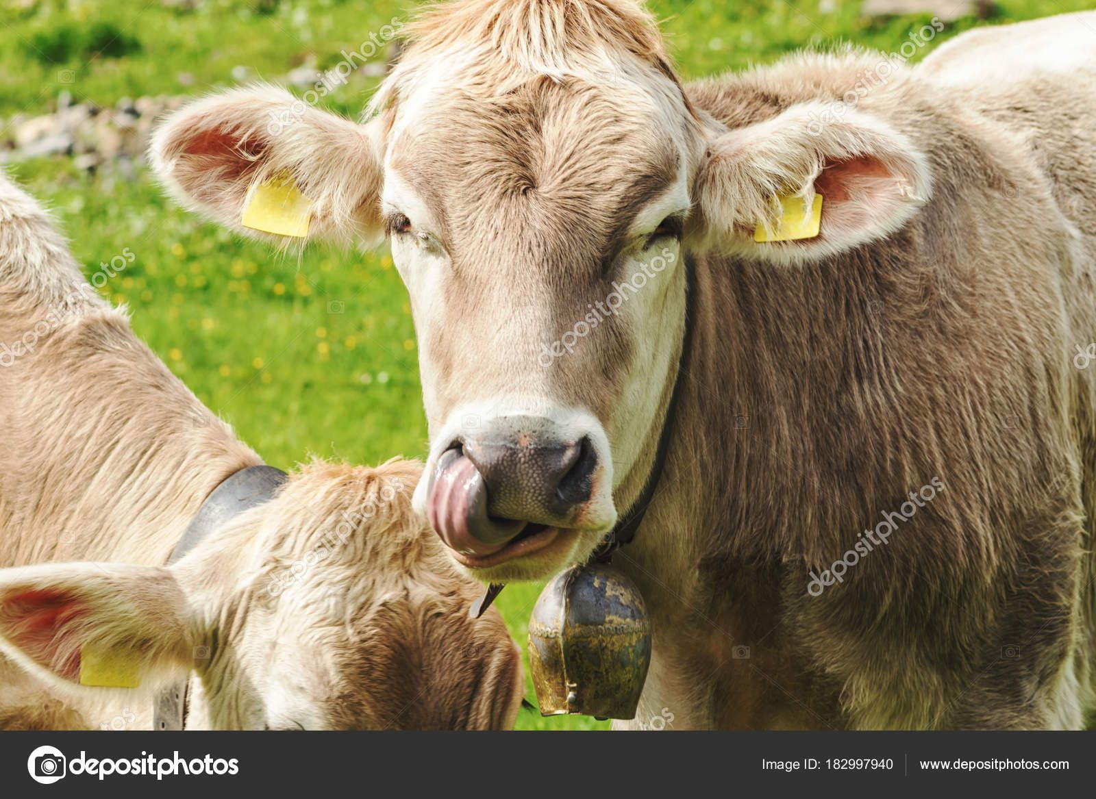 Why do cows lick their noses