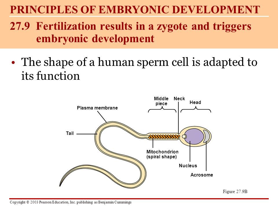 best of Cell Cell membrane from a sperm