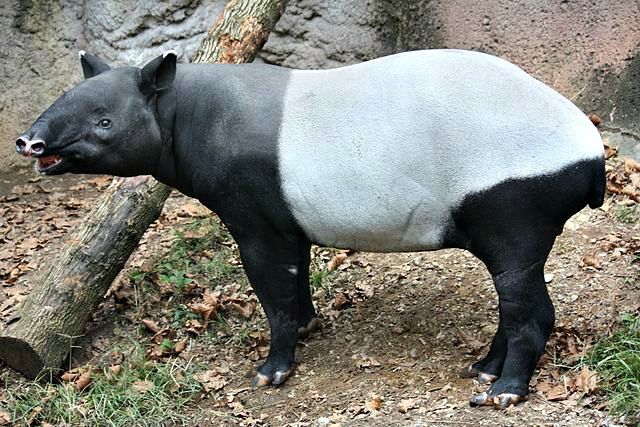 Deuce reccomend Malayan tapir fun facts