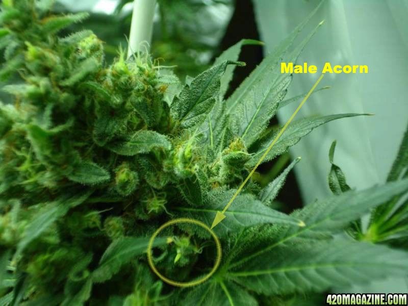 Admiral o. t. F. reccomend Mature male cannabis pics