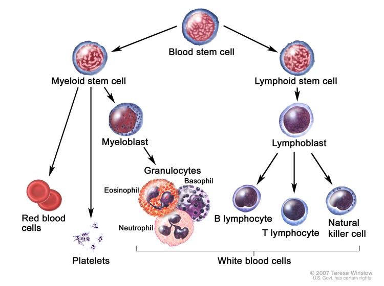 best of Blood cells Mature