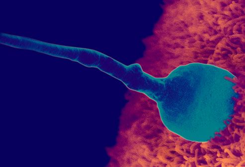 best of Conception Sperm in