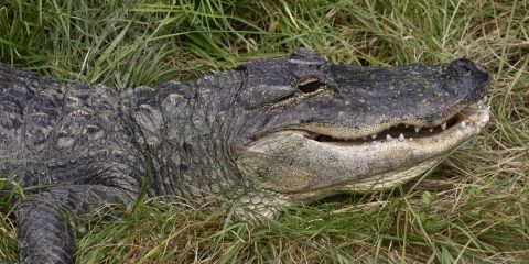 best of Alligator Sexual position