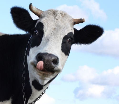 best of Lick cows noses their do Why