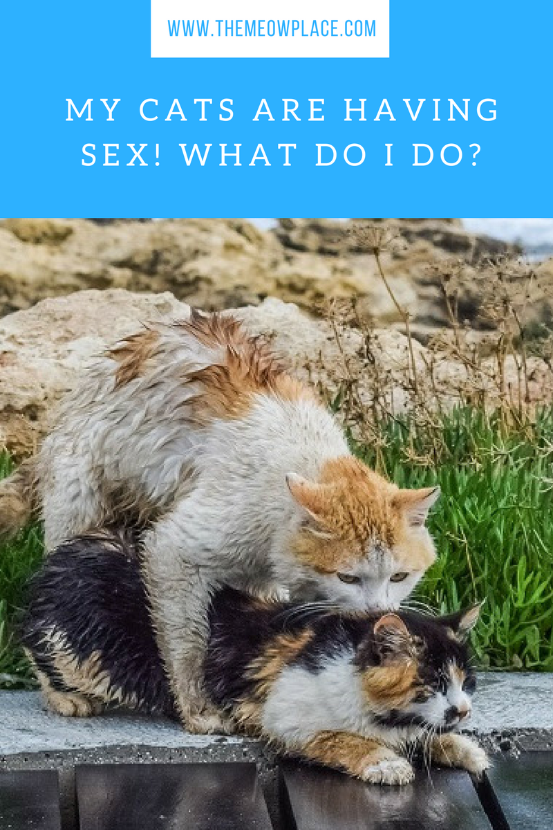 People having sex witn their cats