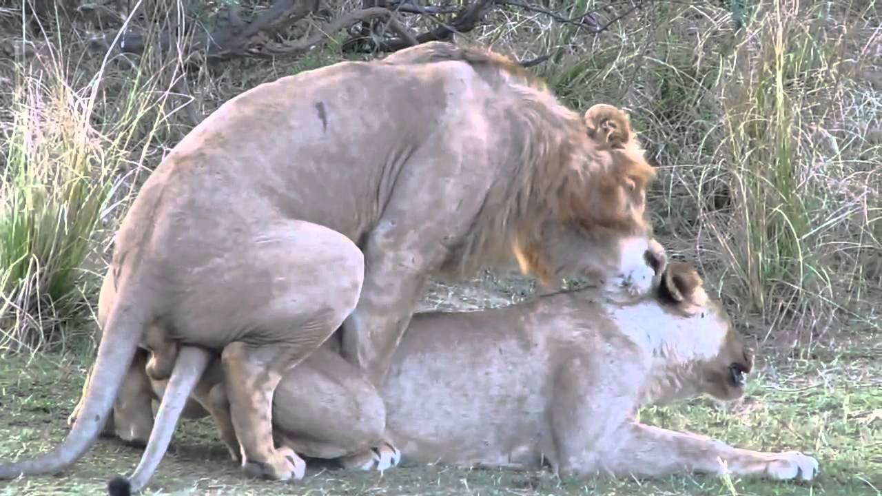 Man has sex with lion