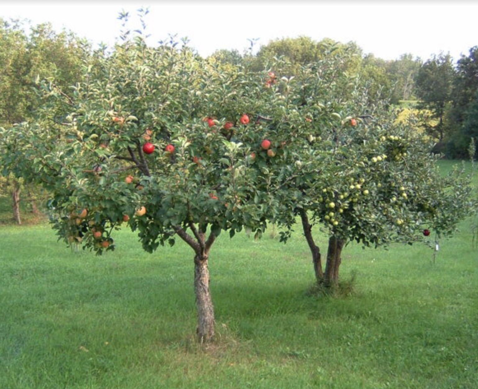 best of Apple trees Dwarf
