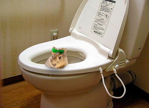 Bear reccomend Bathroom hell peeing potty toilet