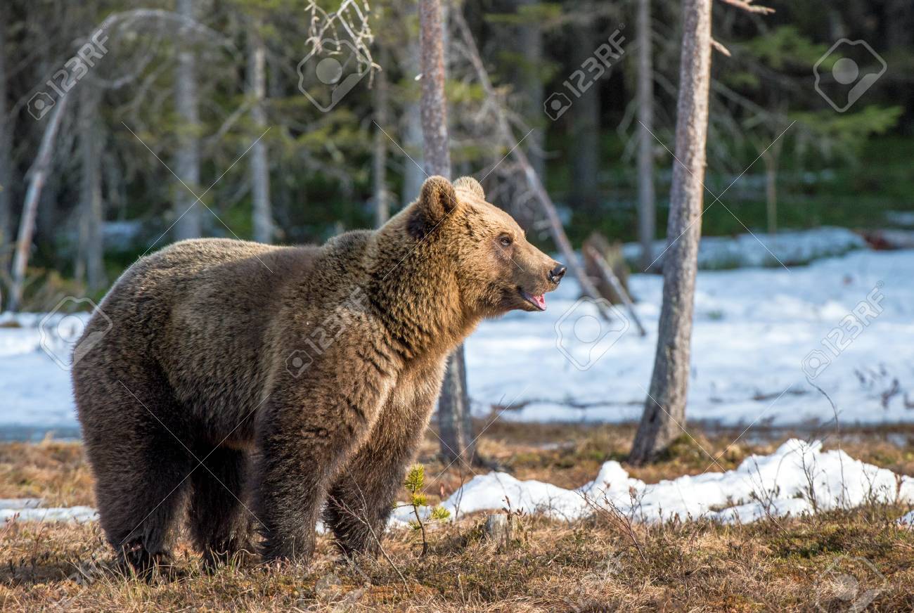 best of Adult adult brown Picture bear of