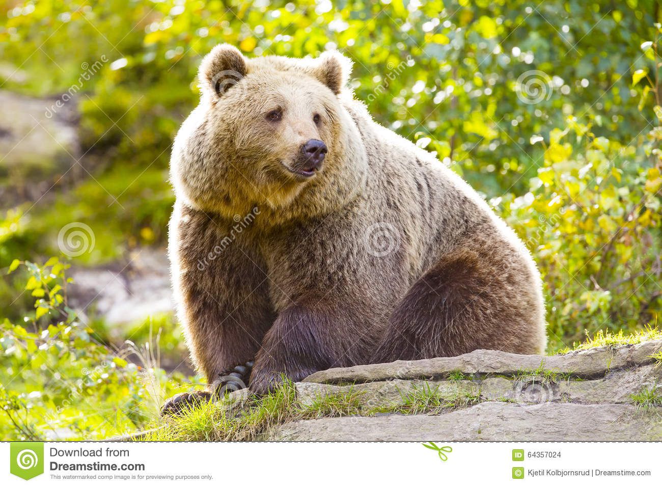 best of Adult adult brown Picture bear of