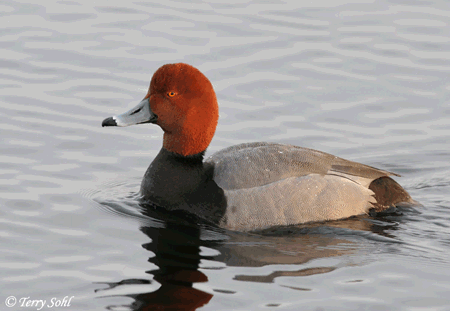 best of Video Redhead swan
