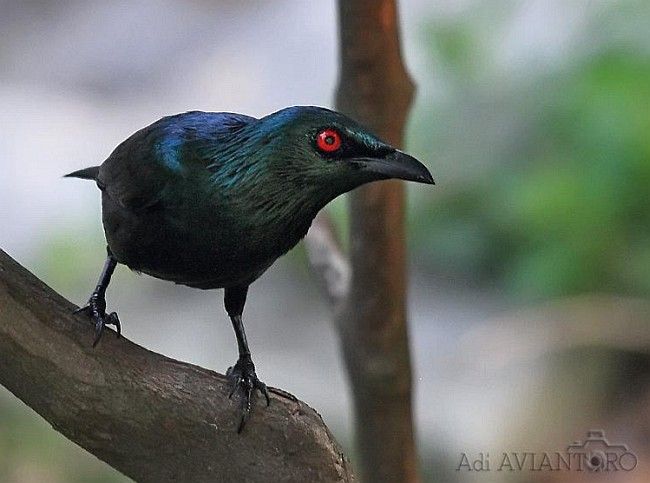 Stopper reccomend Asian glossy starling
