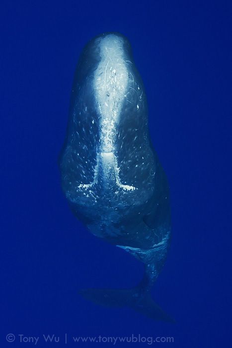 best of Whales Ogasawara sperm
