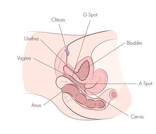 True N. reccomend Wet vaginal orgasm clip instructions