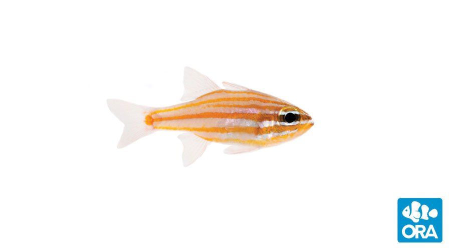 Epiphany reccomend Orange striped cardinal fish