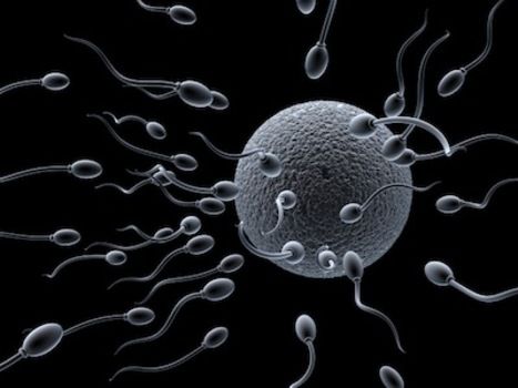 Sperm in conception