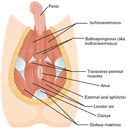 Causes of sphincter swelling anal