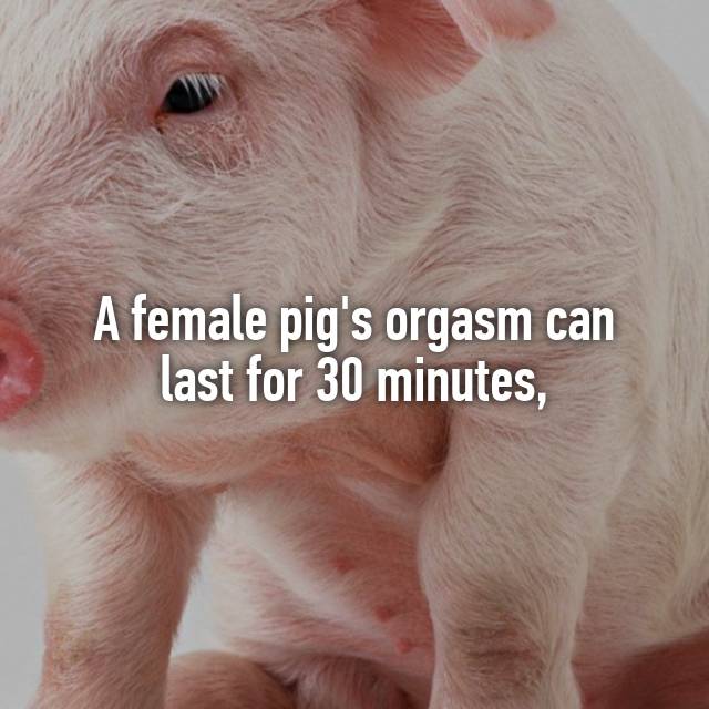 best of Pig orgasm Female