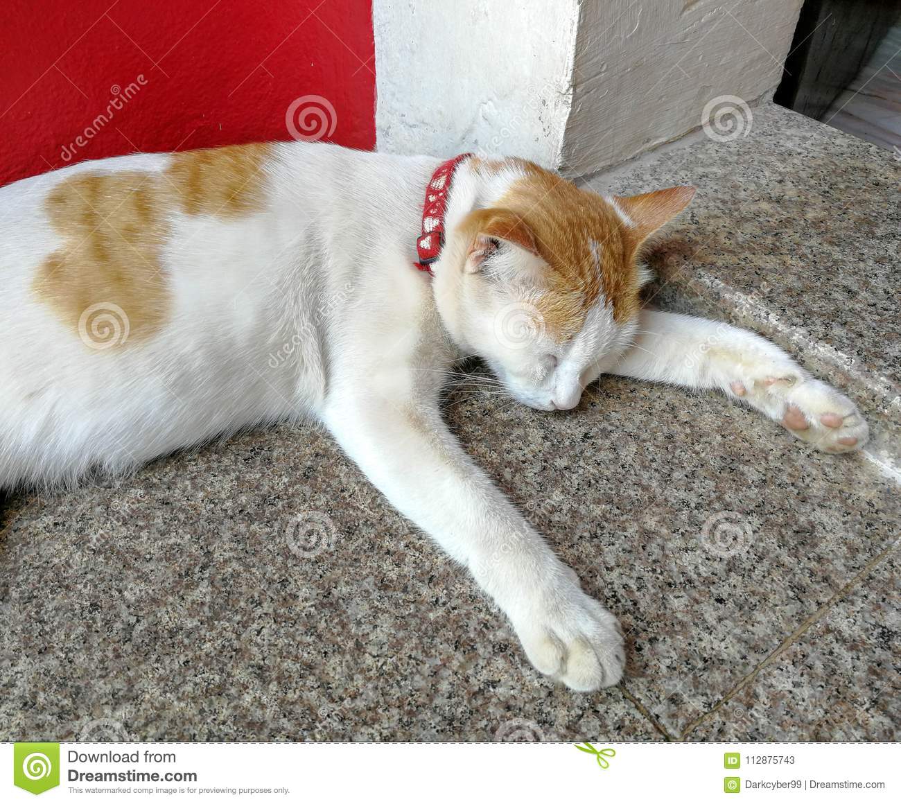 best of Collar Asian cat
