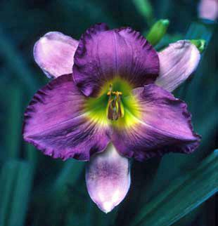 best of Daylily Asian occasion