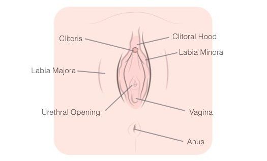 Snapple reccomend Wet vaginal orgasm clip instructions