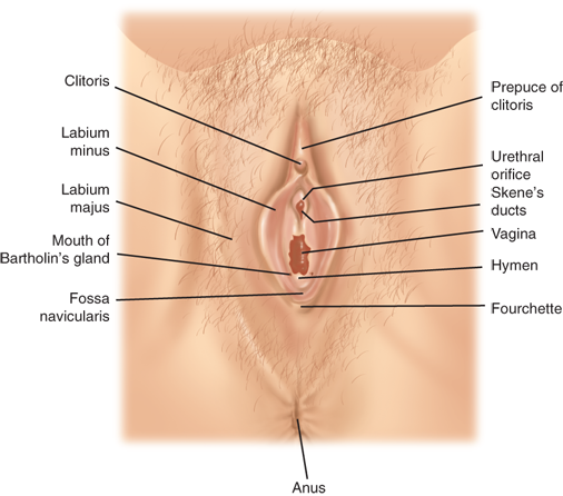 Cyst near clitoris