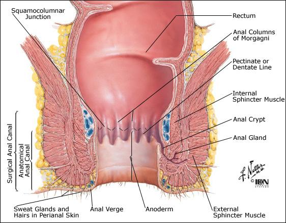 The anatomy of the anus