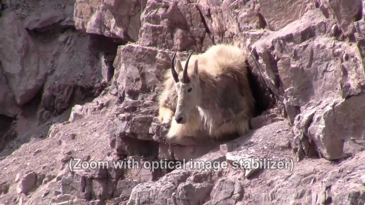 Henchman reccomend Goat lick east glacier