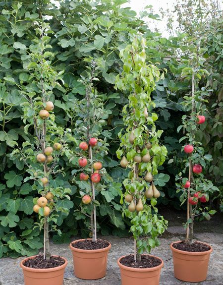 Belt reccomend Dwarf apple trees
